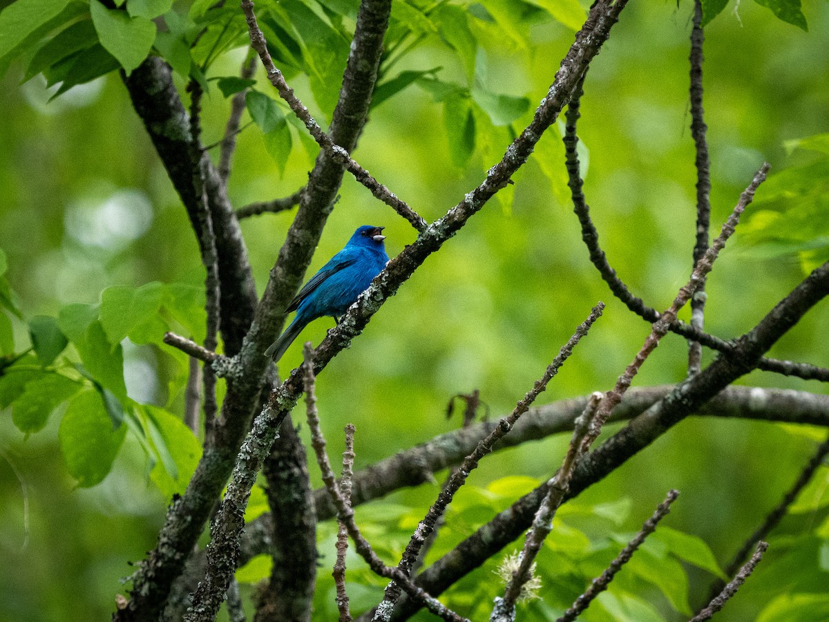 Indigo Bunting - ML620758125