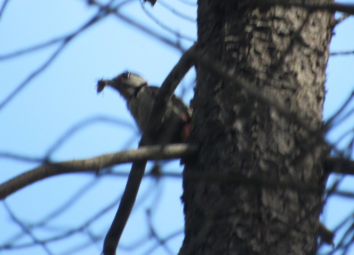 Great Spotted Woodpecker - ML620758129