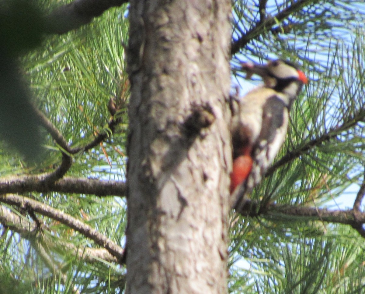 Great Spotted Woodpecker - Selva Pombo