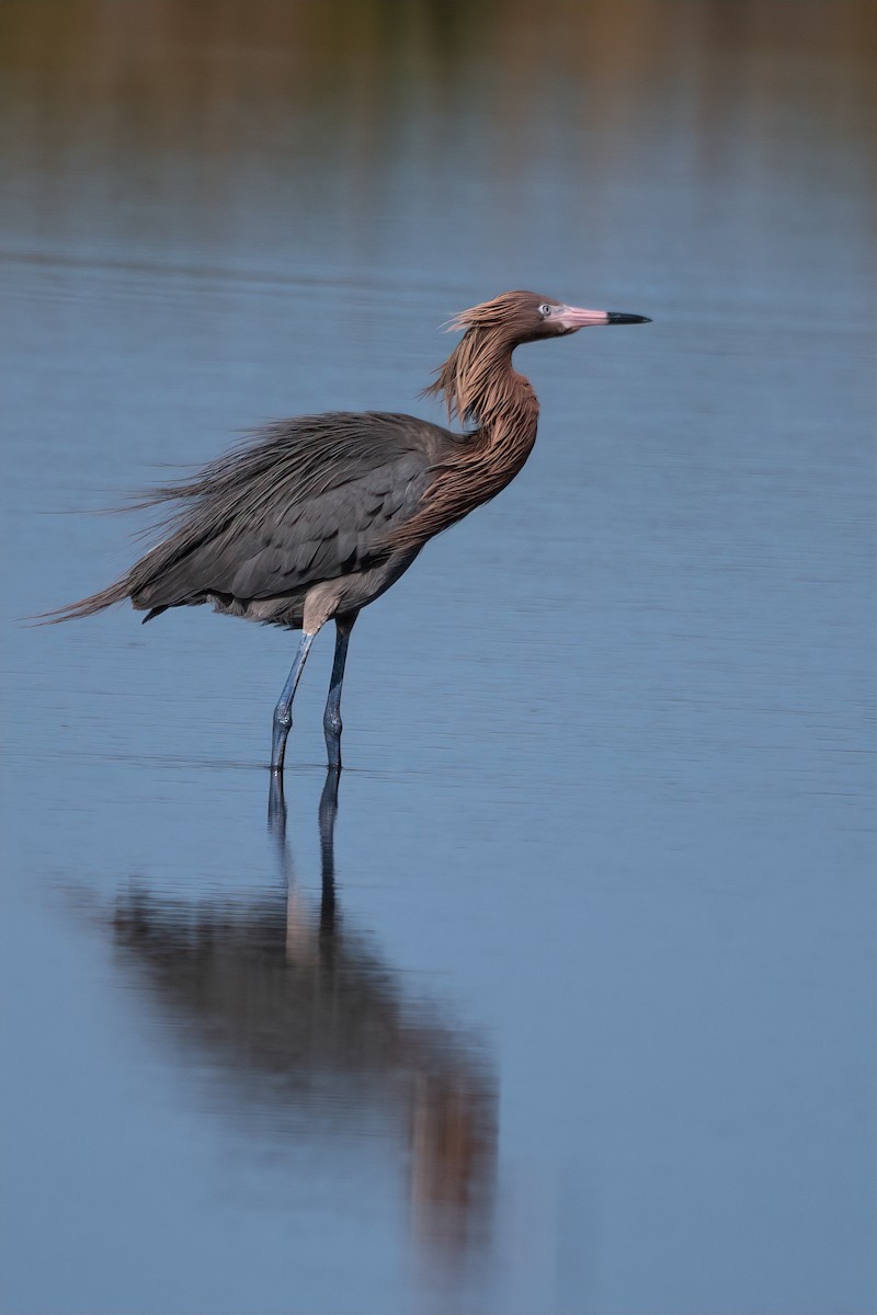 Reddish Egret - ML620758145