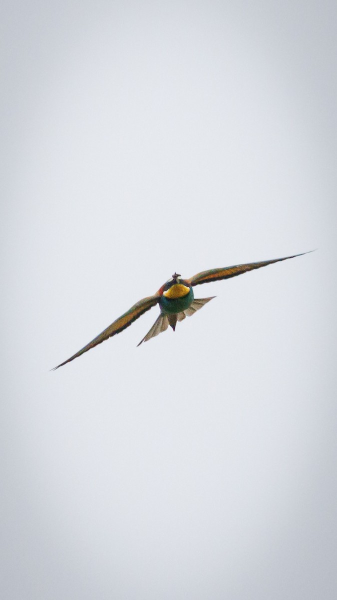 European Bee-eater - ML620758147