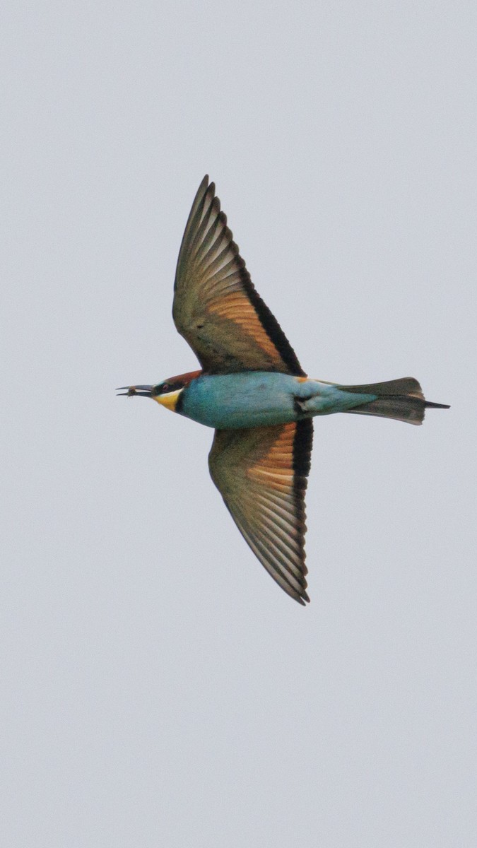 European Bee-eater - ML620758148