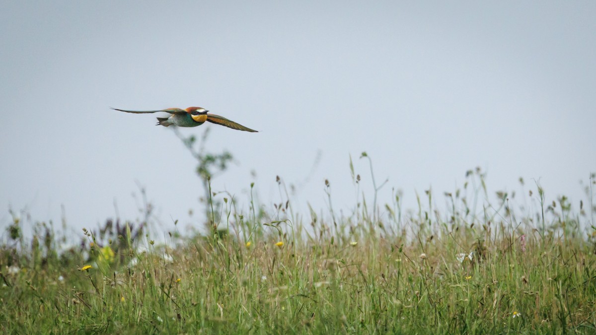 European Bee-eater - ML620758150