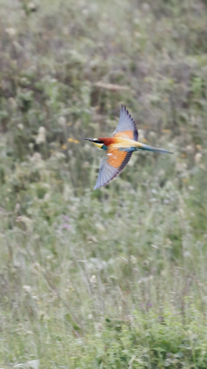 European Bee-eater - ML620758151
