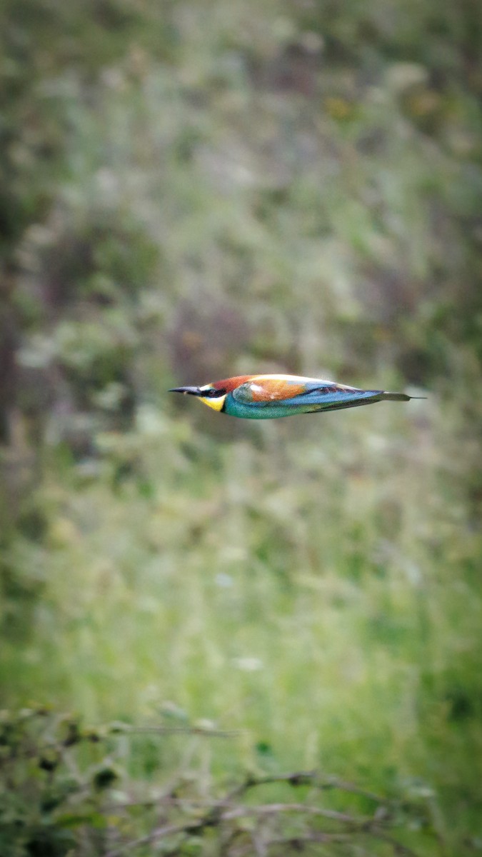 European Bee-eater - ML620758152