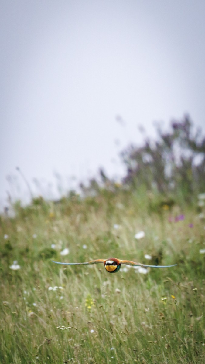 European Bee-eater - ML620758153