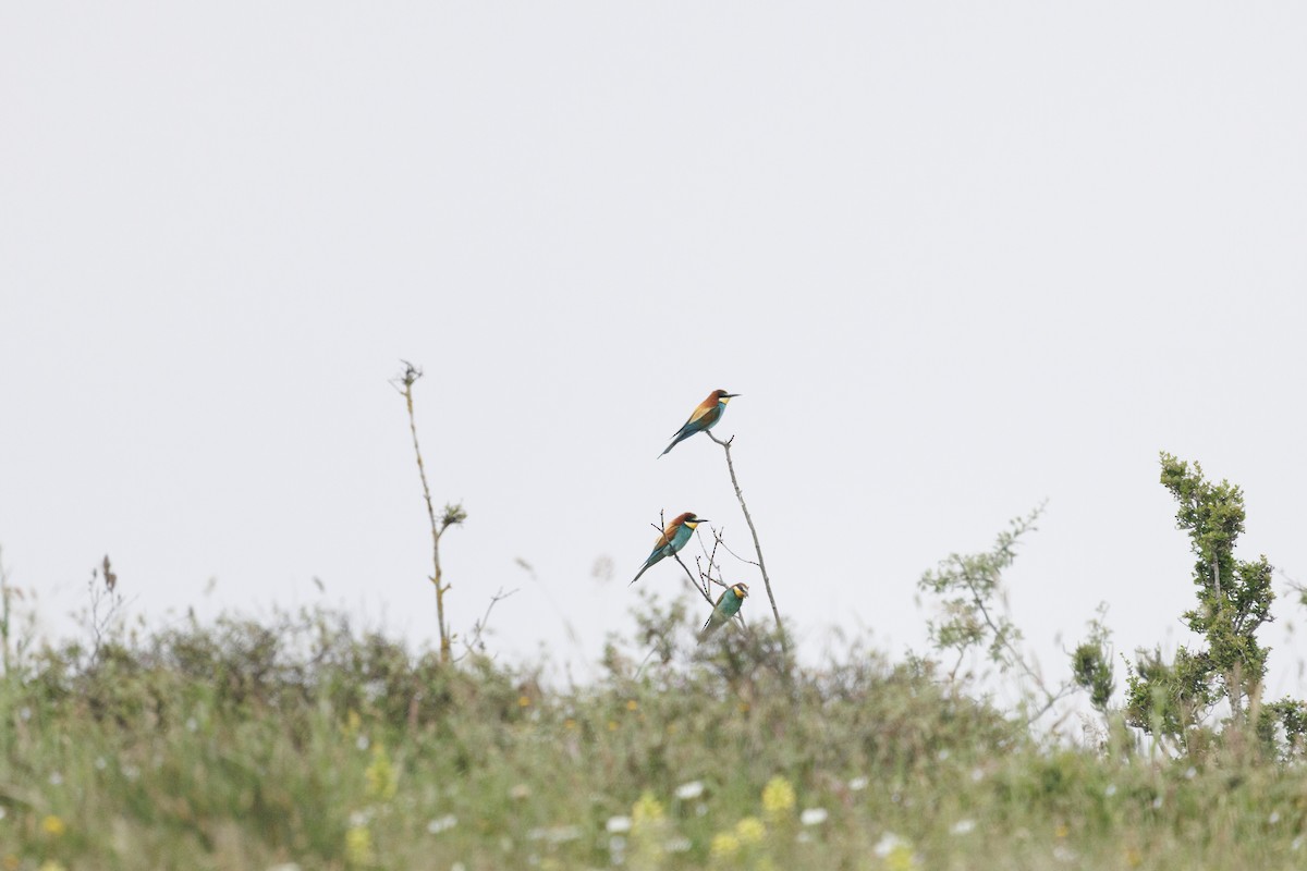 European Bee-eater - ML620758154