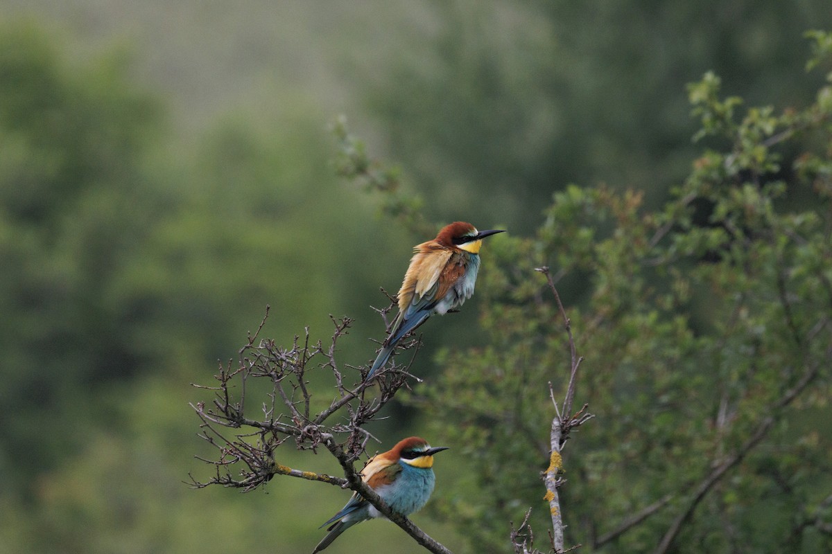 European Bee-eater - ML620758156