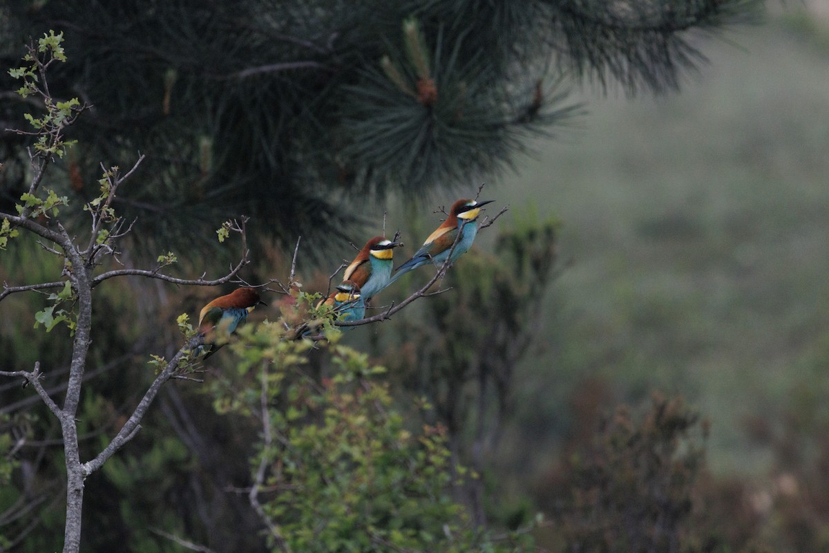 European Bee-eater - ML620758157