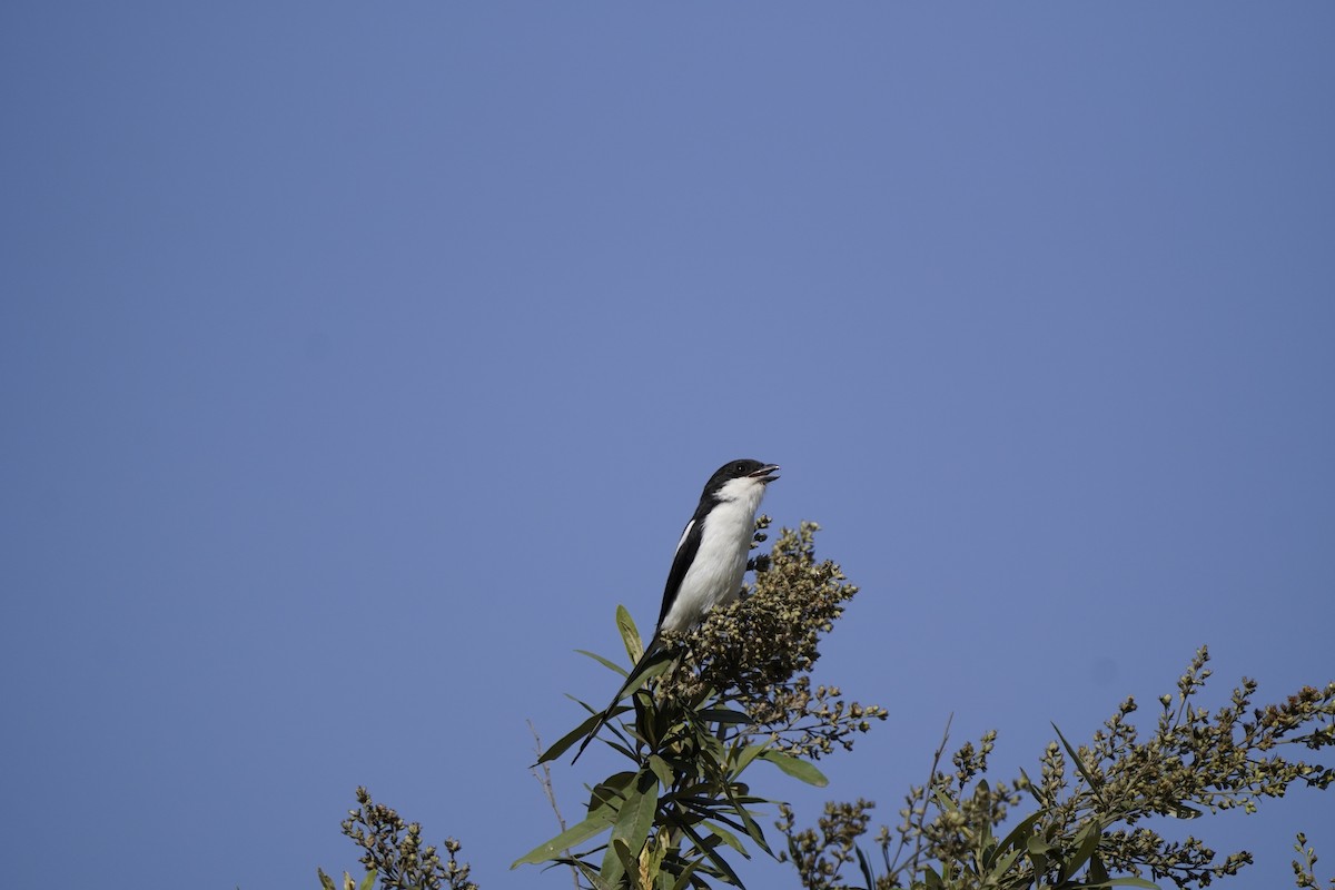 Long-tailed Fiscal - ML620758161