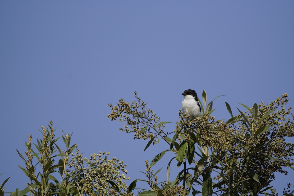 Long-tailed Fiscal - ELIF OGRALI
