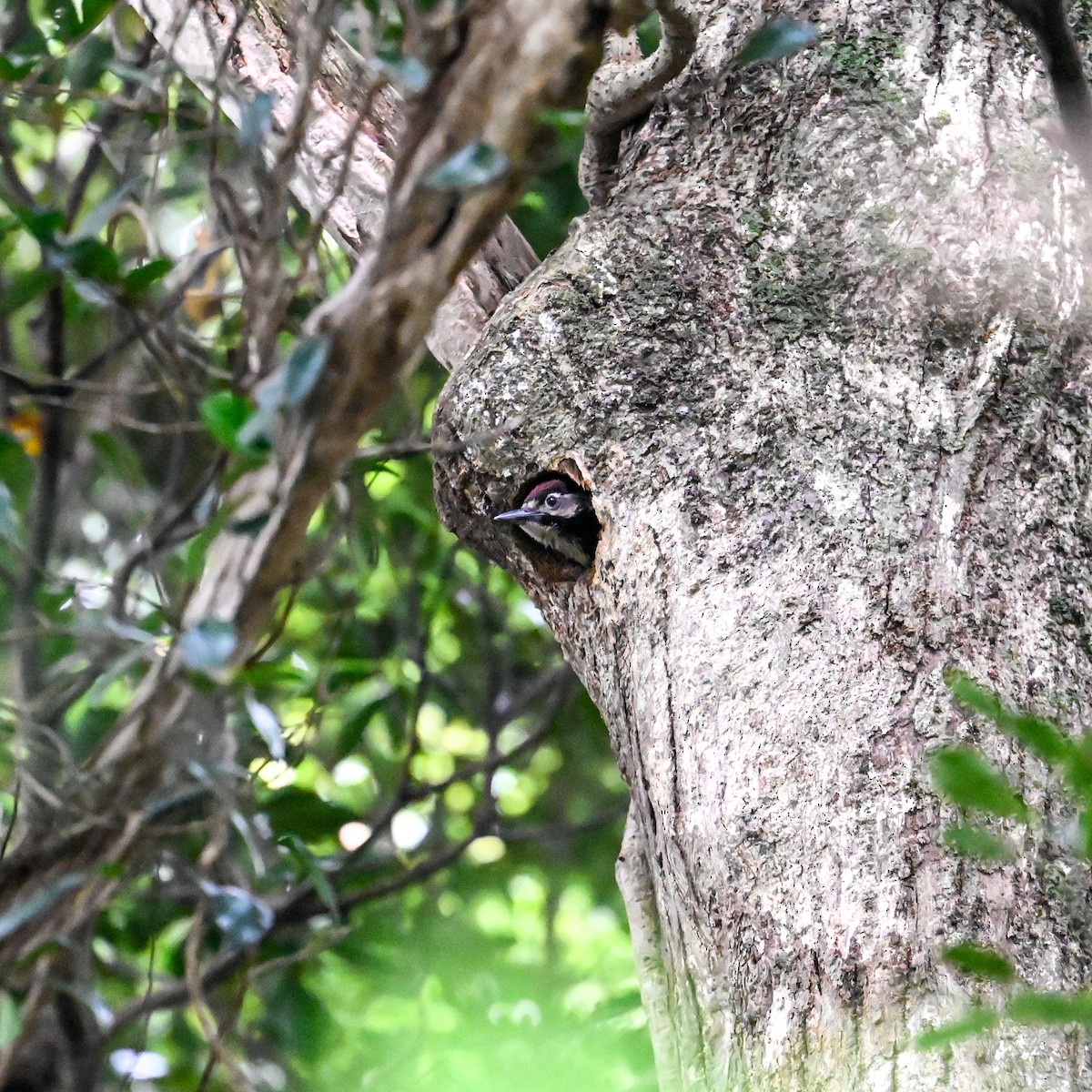 strakapoud bělohřbetý (ssp. owstoni) - ML620758167