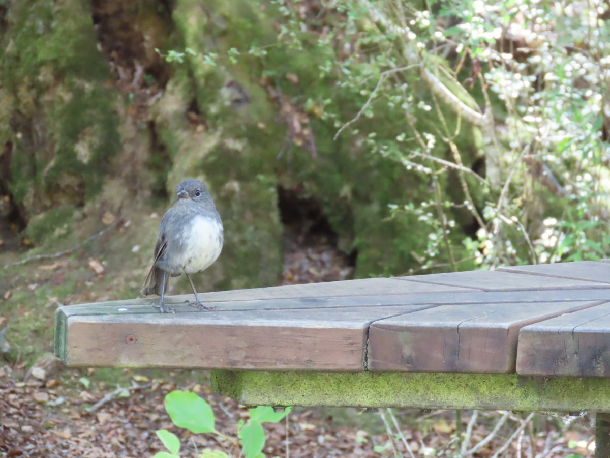 South Island Robin - JinYoung Yim