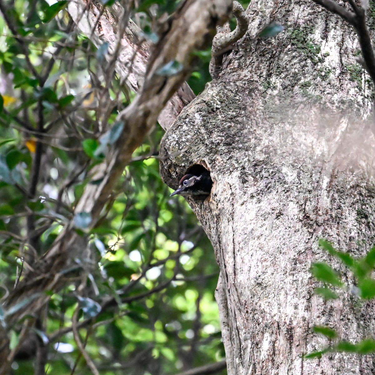 White-backed Woodpecker (Amami) - ML620758170