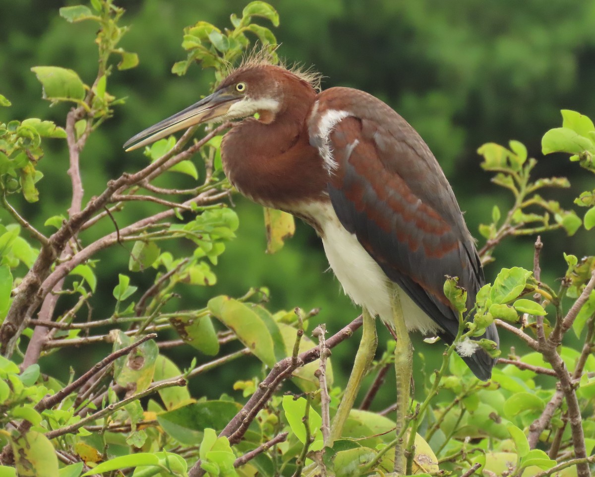 Tricolored Heron - ML620758171