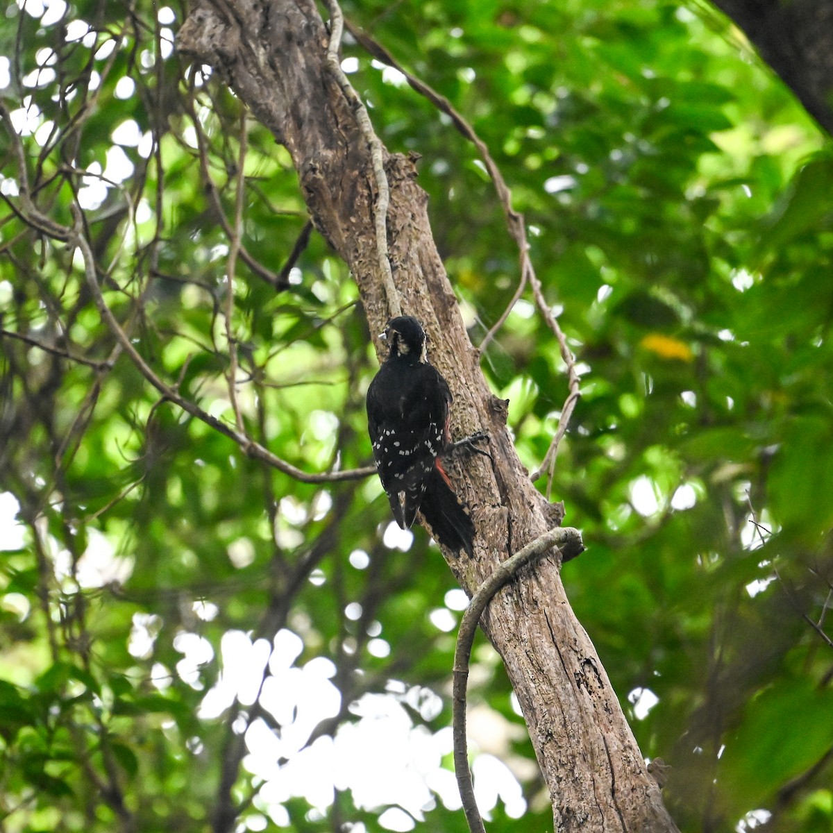 White-backed Woodpecker (Amami) - ML620758175