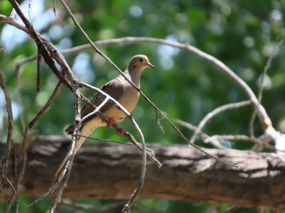 Mourning Dove - ML620758194