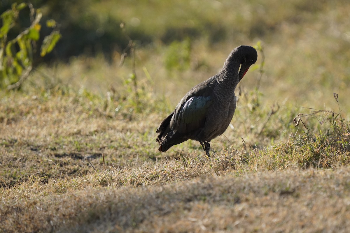 Hadada Ibis - ML620758205