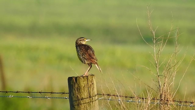 Eastern Meadowlark - ML620758210