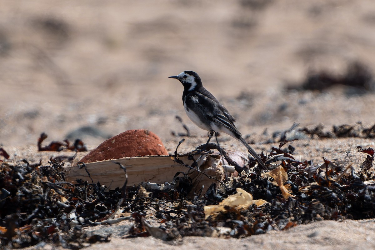 White Wagtail (British) - ML620758222