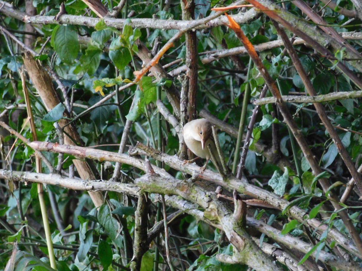 Marsh Warbler - ML620758224