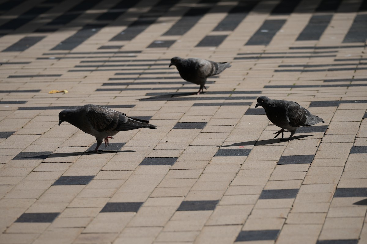 Rock Pigeon (Feral Pigeon) - Ney Bero