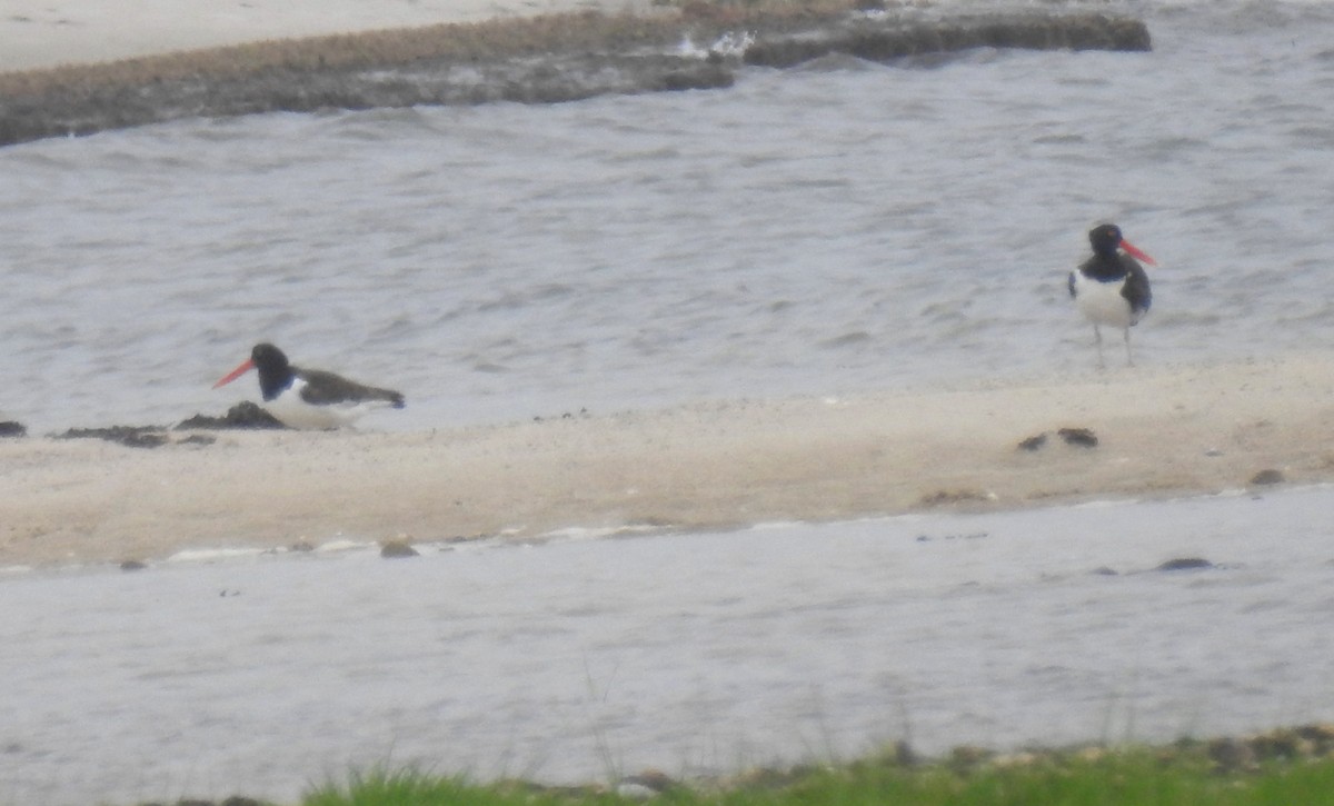 American Oystercatcher - ML620758228