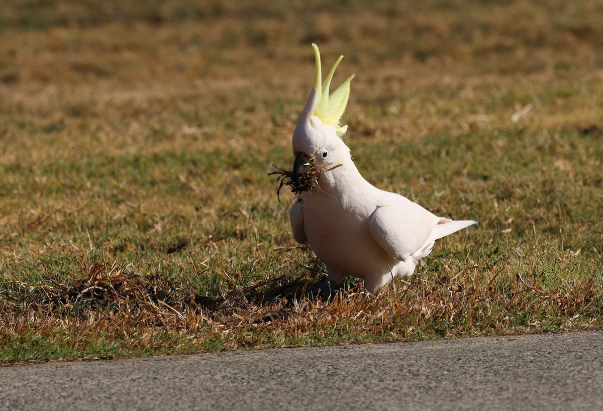 Sulphur-crested Cockatoo - ML620758234