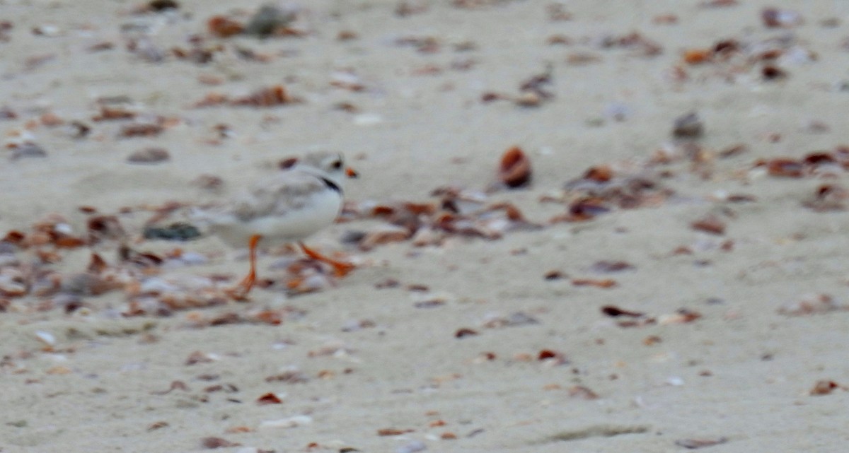 Piping Plover - ML620758240