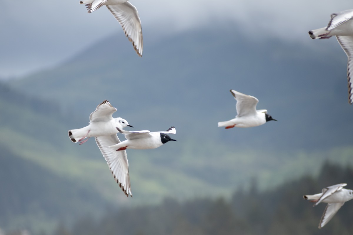 Bonaparte's Gull - ML620758258