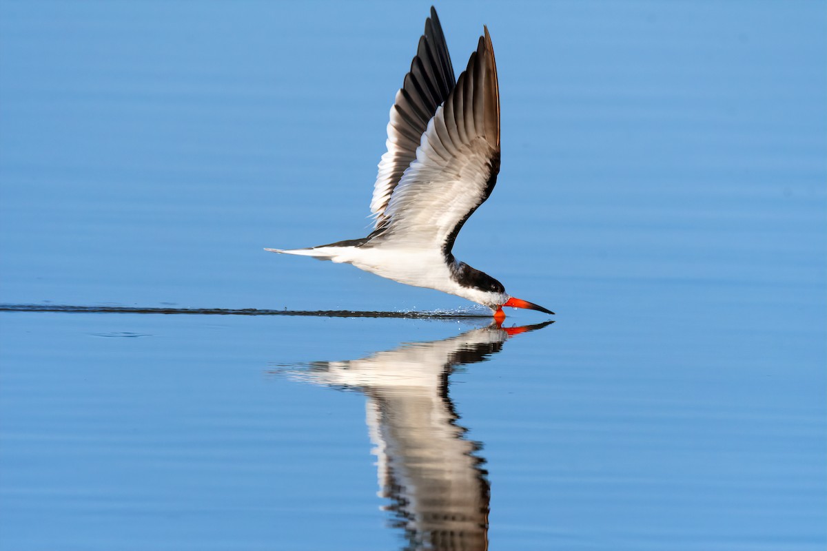 Black Skimmer - ML620758260