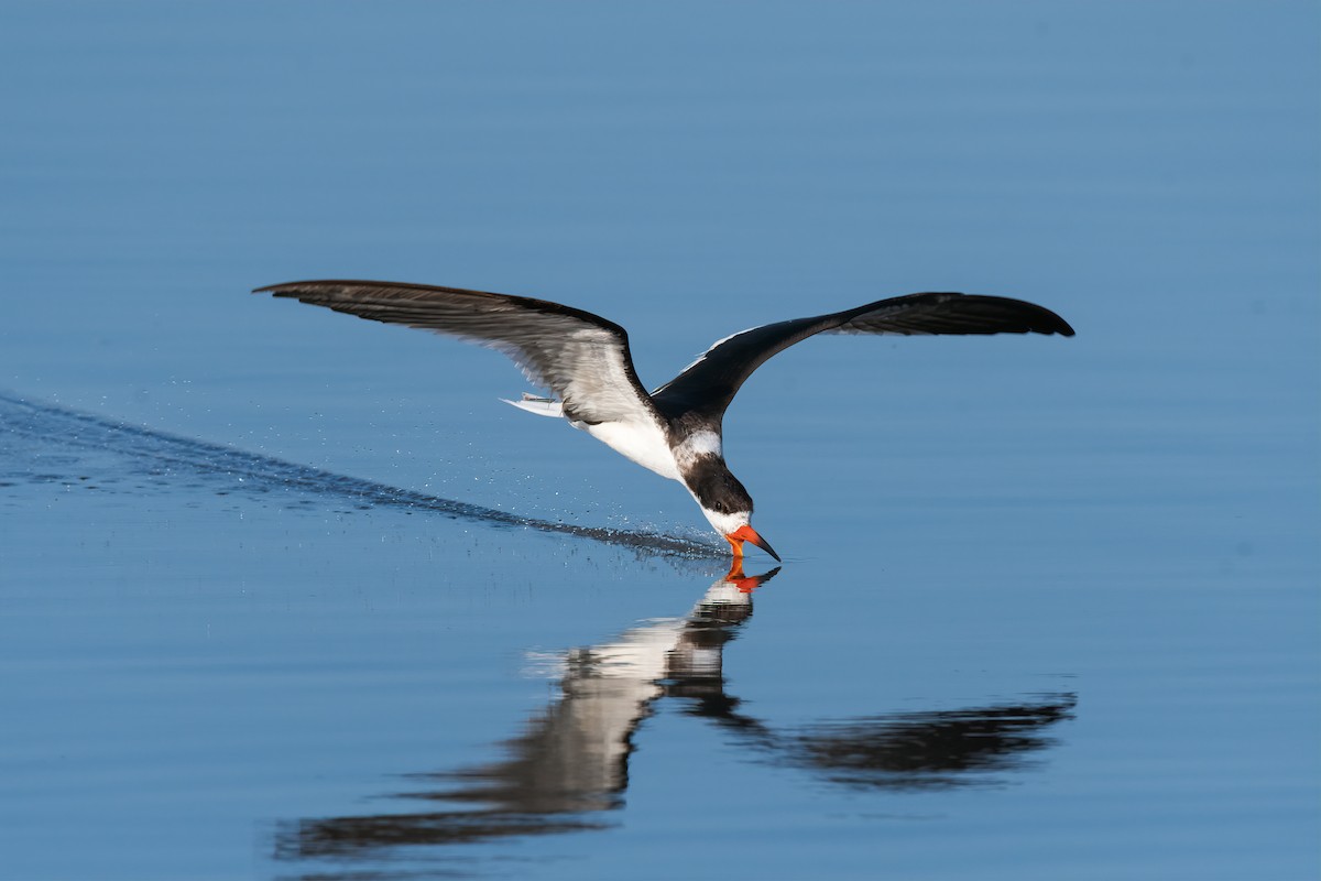 Black Skimmer - ML620758261