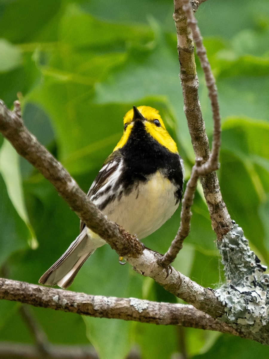 Black-throated Green Warbler - ML620758267