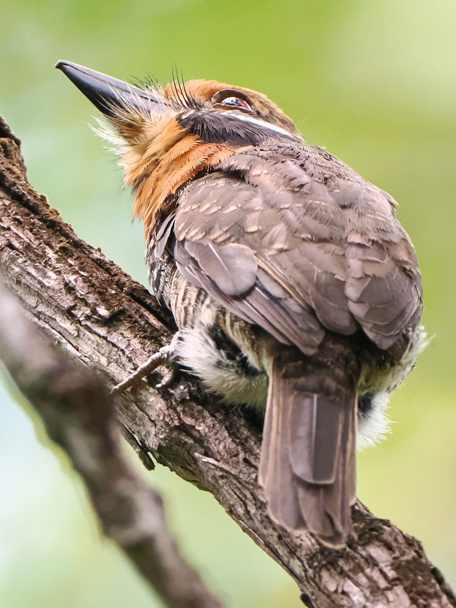 Spotted Puffbird - ML620758279