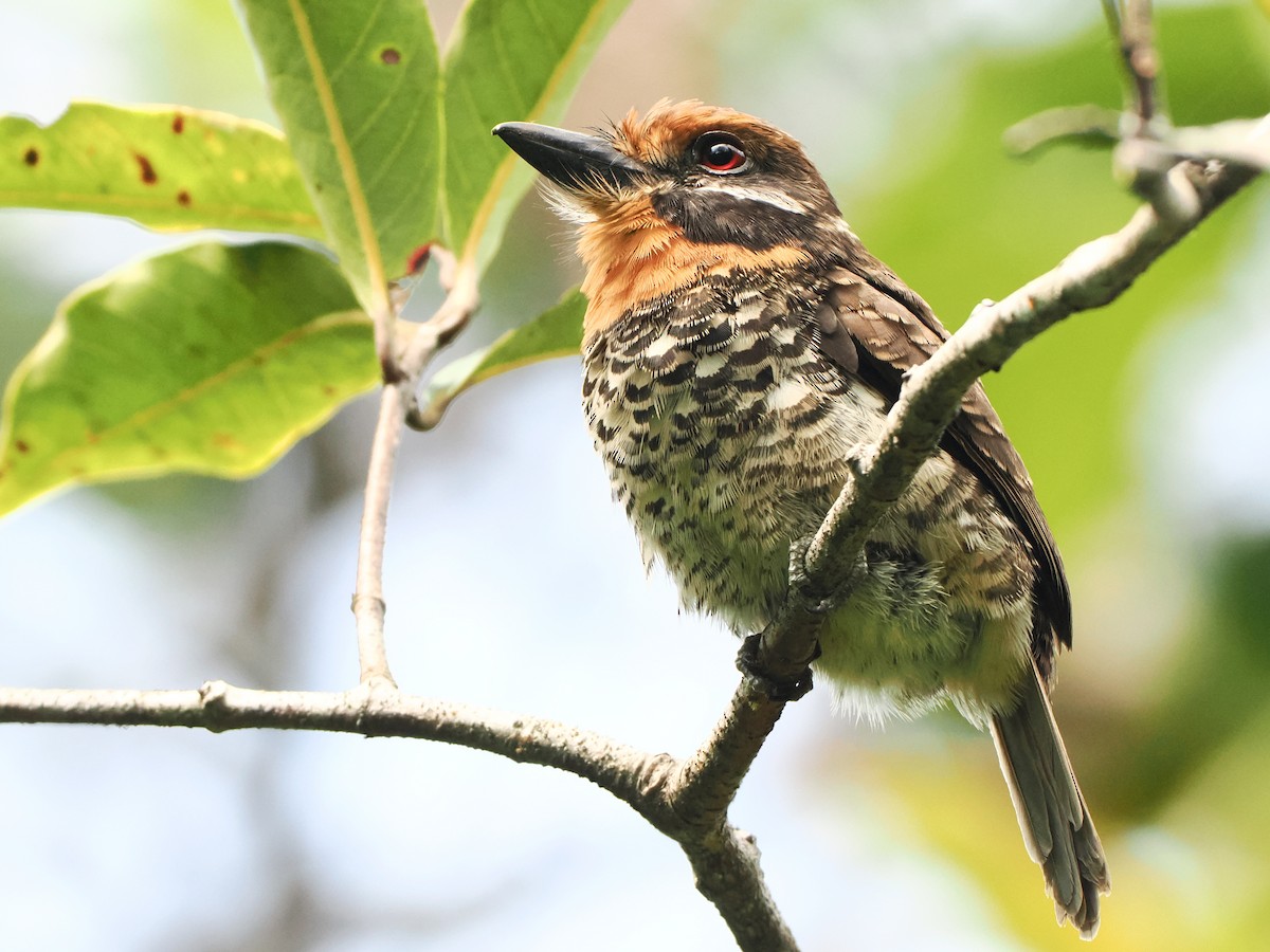 Spotted Puffbird - ML620758282