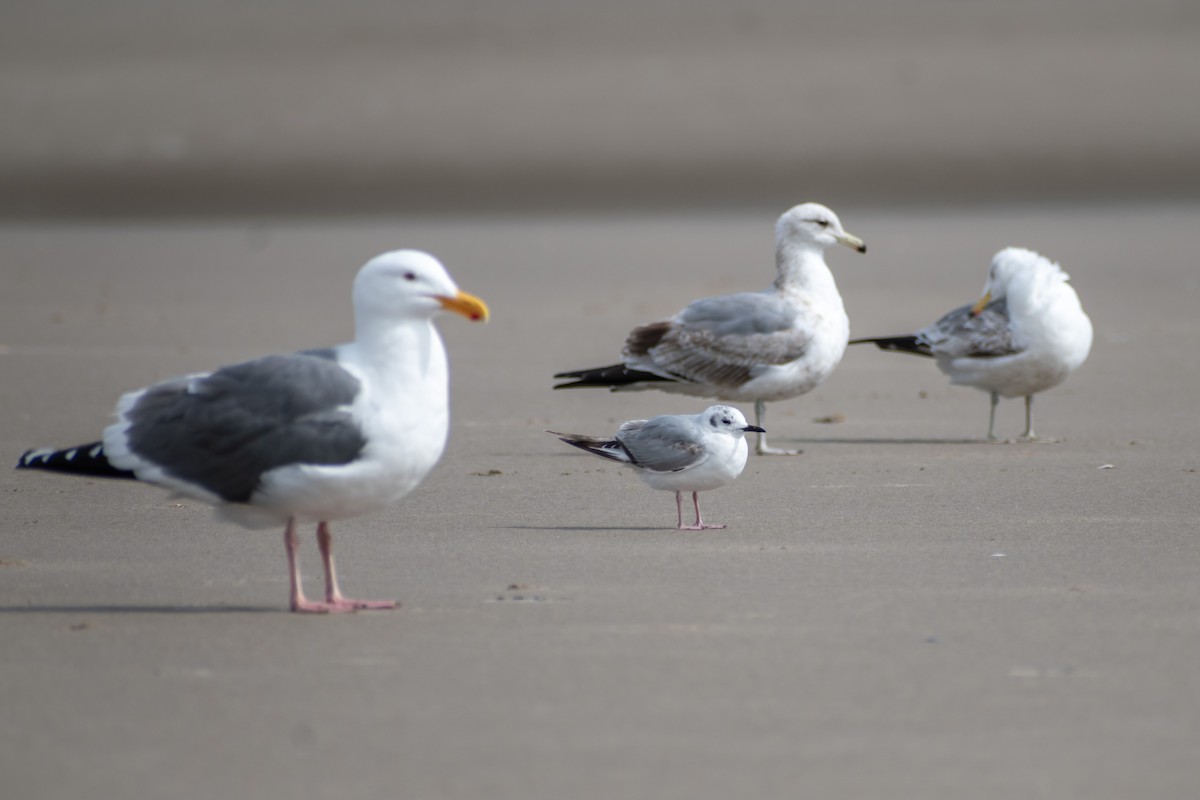 Bonaparte's Gull - ML620758308