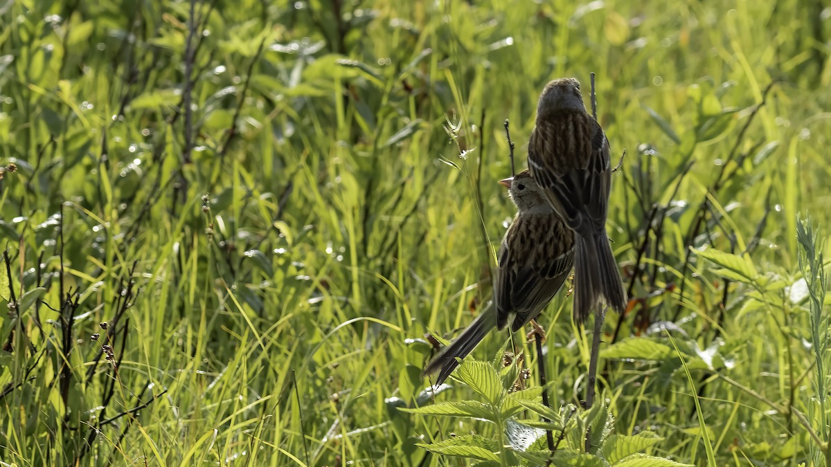 Field Sparrow - ML620758313