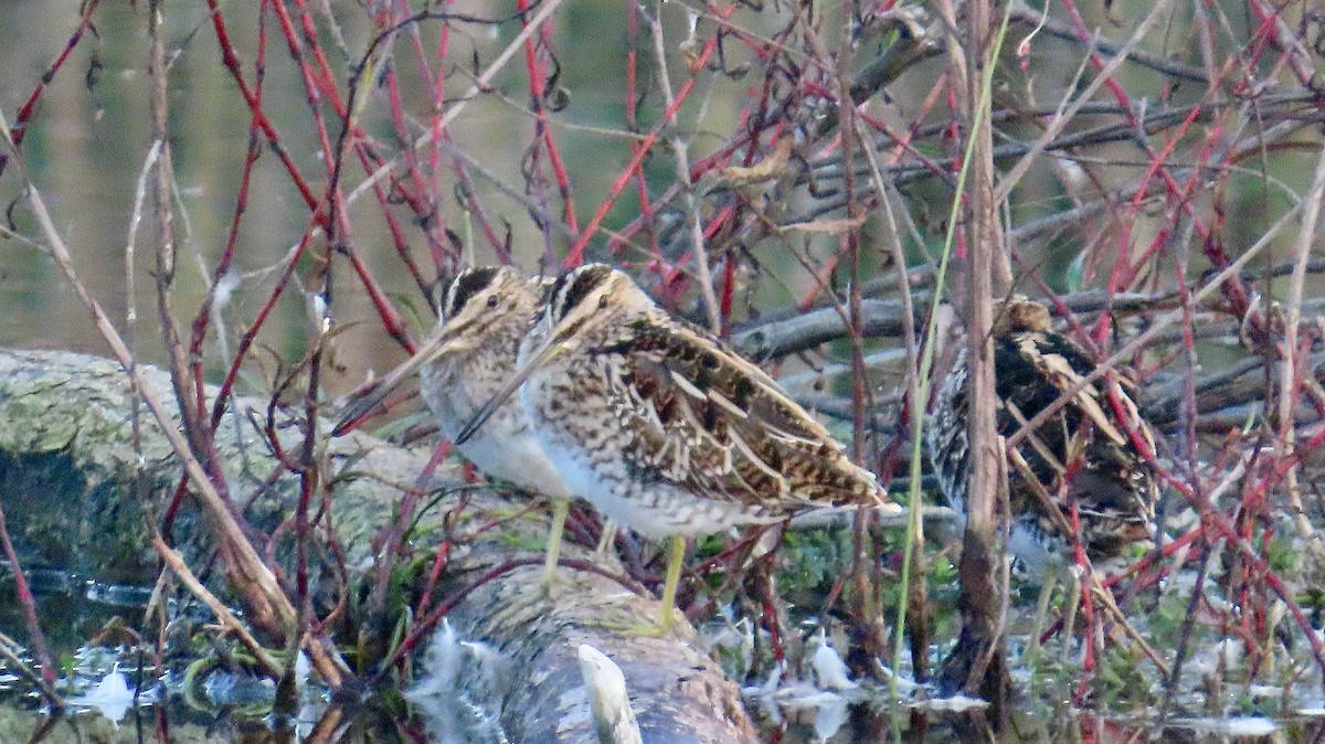 Common Snipe - ML620758314