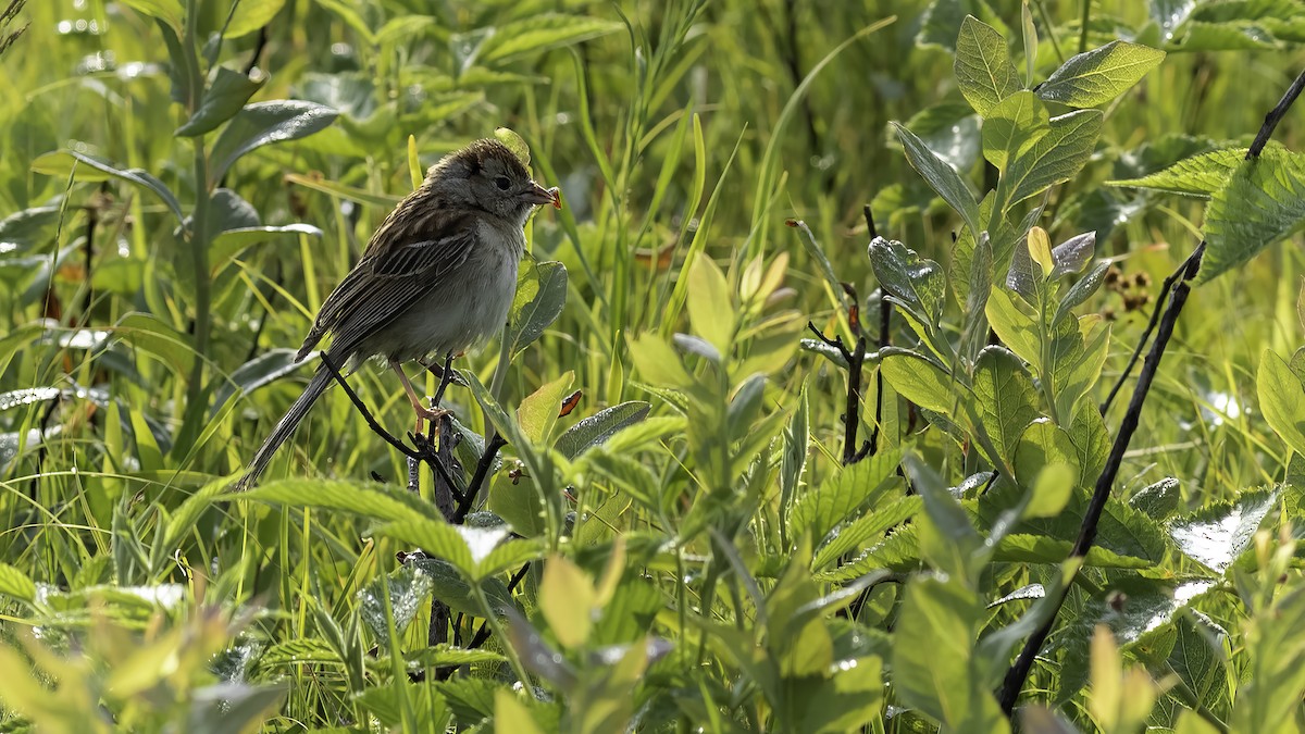 Field Sparrow - ML620758315
