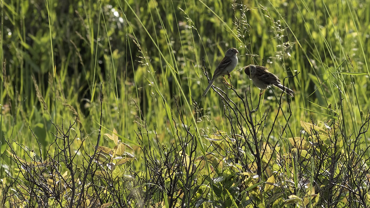 Field Sparrow - ML620758316