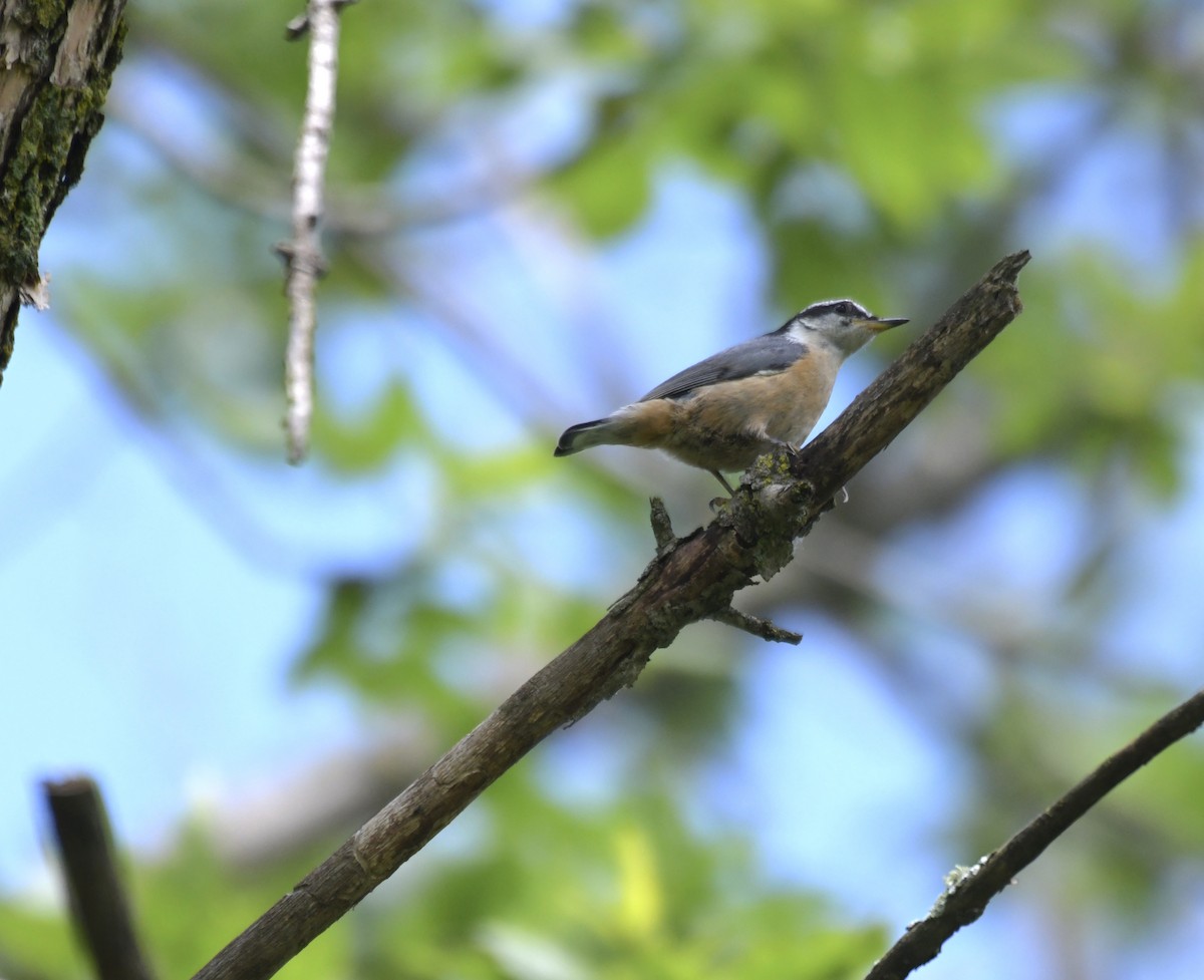 Red-breasted Nuthatch - ML620758317