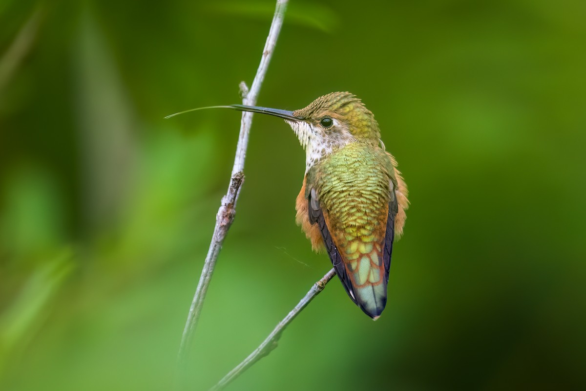 Rufous Hummingbird - ML620758319