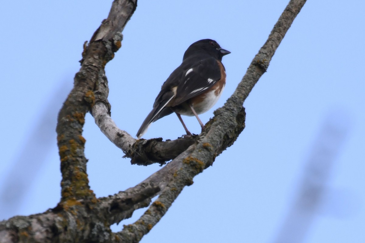 Eastern Towhee - ML620758327