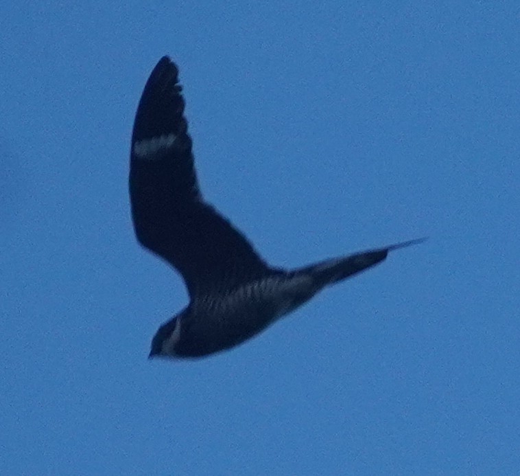 Common Nighthawk - ML620758330