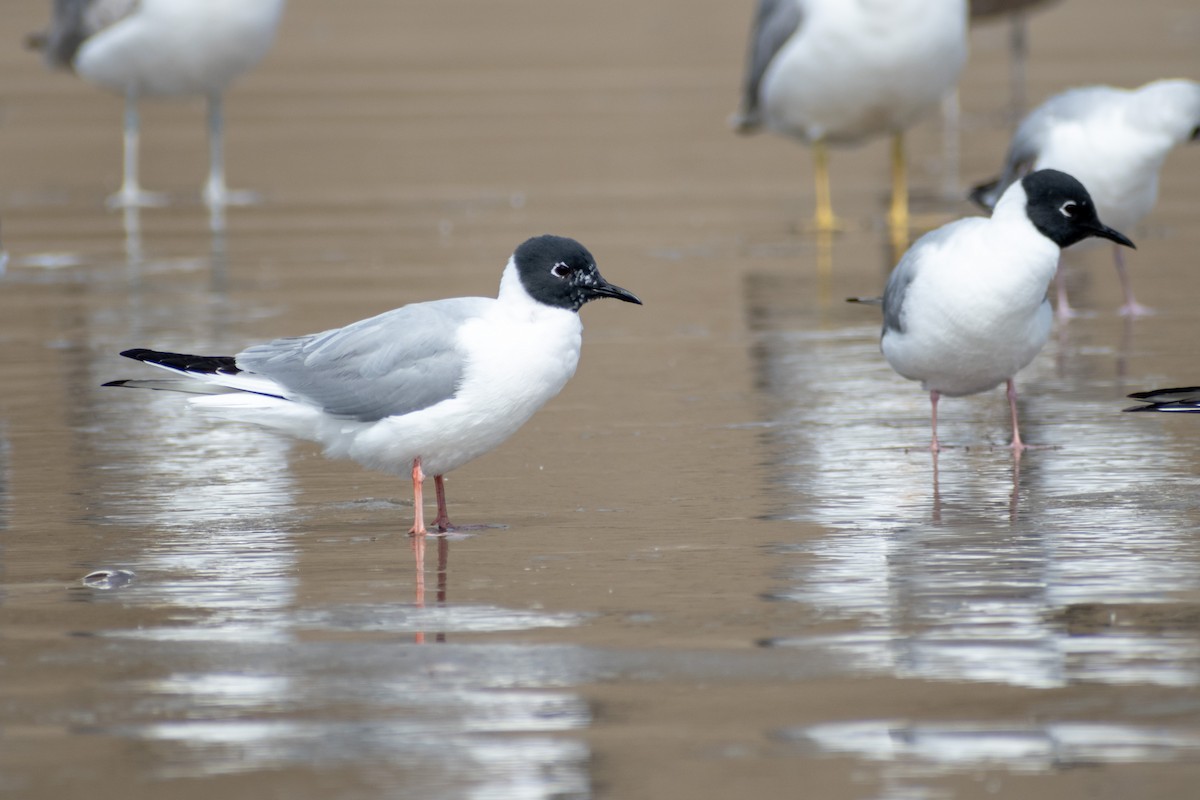 Bonaparte's Gull - ML620758335