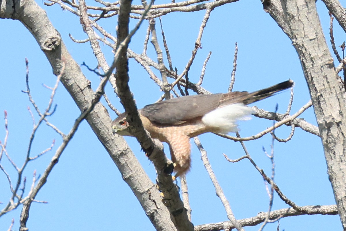 Cooper's Hawk - ML620758337