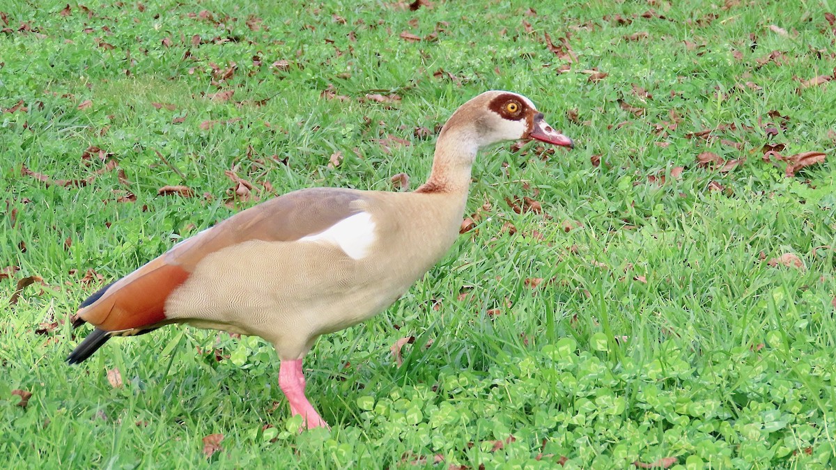 Egyptian Goose - ML620758338