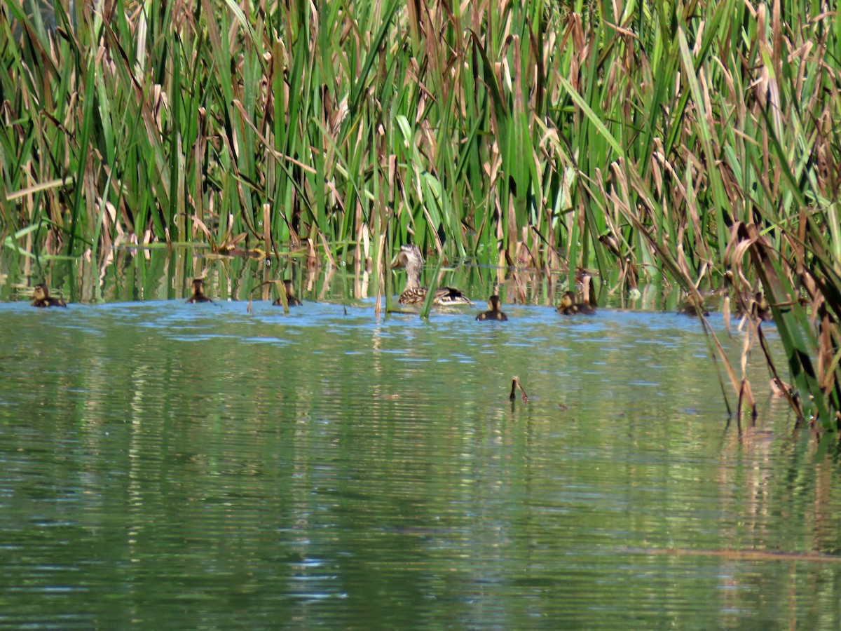 Canard colvert - ML620758341