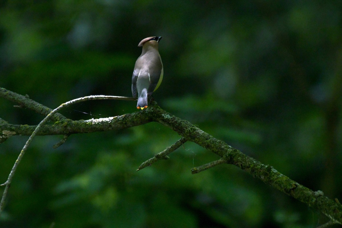 Cedar Waxwing - ML620758342