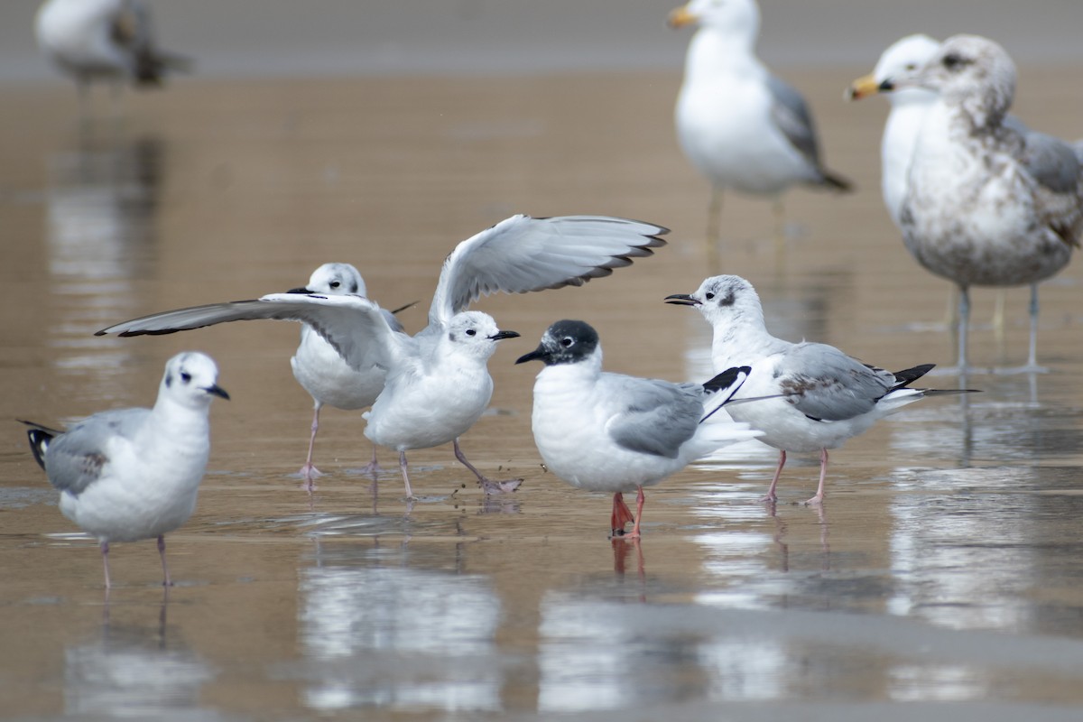 Bonaparte's Gull - ML620758343